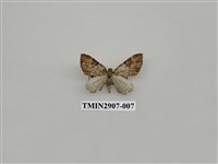 藏品(尺蛾718)的圖片